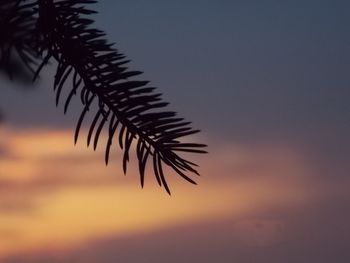 Close-up of plant against sky at sunset