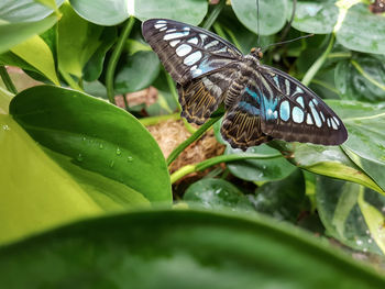 Close-up of butterfly perching on plant