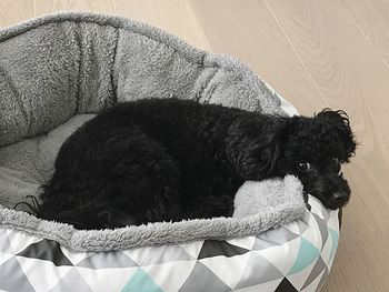 High angle view of dog relaxing on floor