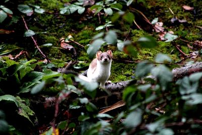 View of a cat on branch