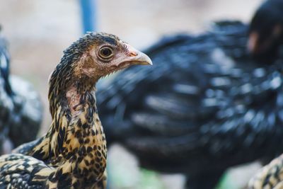 Close-up of a bird