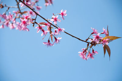 Close-up of pink cherry blossoms blooming against sky