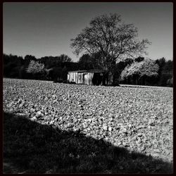 Bare trees on landscape against sky