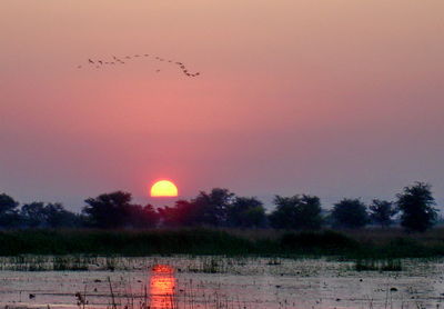Birds flying over silhouette trees against sky during sunset