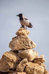 Low angle view of bird perching on rock against sky