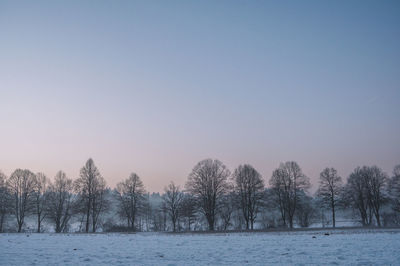 Trees on snow covered landscape