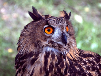 Close-up portrait of owl