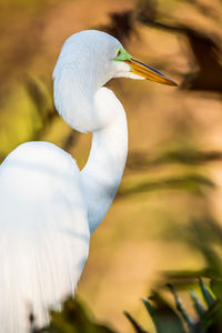 Close-up of a bird