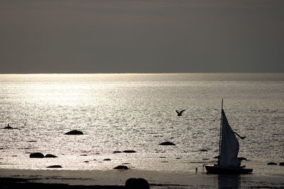 Silhouette birds flying over sea against clear sky