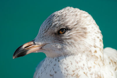 Seagull gets a head shot on a sunny day at the beach in winter