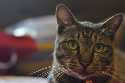 Close-up portrait of a cat