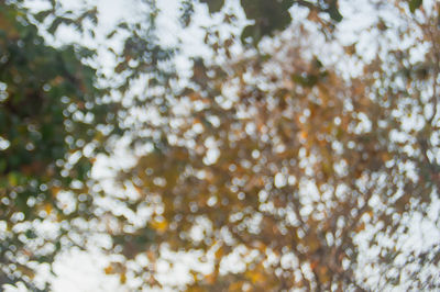 Full frame shot of plants