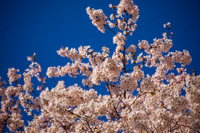 Low angle view of cherry blossom against blue sky