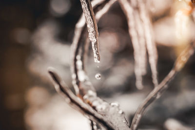 Close-up of raindrops on twig