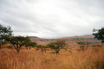 Scenic view of landscape against cloudy sky