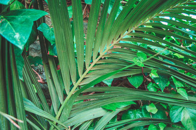 Full frame shot of palm leaf