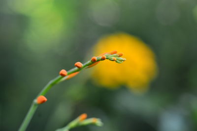 Close-up of orange flowering plant