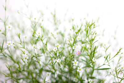 Close-up of white flowering plants on field