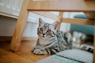 Close-up of cat sitting on floor at home