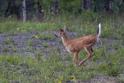 Side view of deer on field