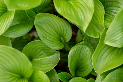 Full frame shot of green leaves