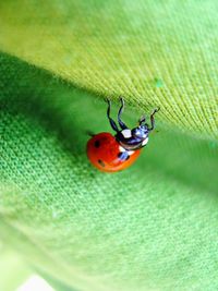 Close-up of ladybug on leaf