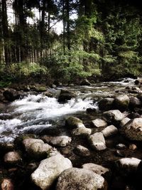 Scenic view of waterfall in forest