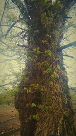 Plants growing on tree trunk