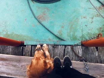 Directly above shot of man and dog on floorboard