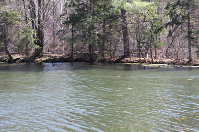 Scenic view of river with trees in background