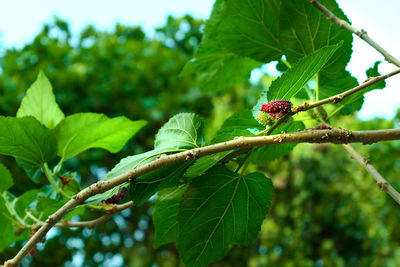 Close-up of berries on tree