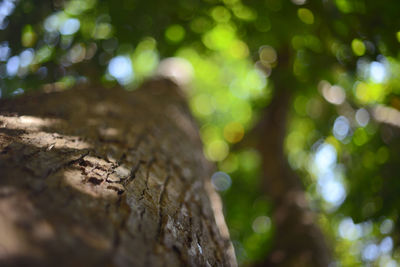 Close-up of tree trunk