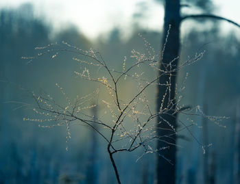 A springtime landscape of a forest clearing in northern europe. spring scenery of woodlands.