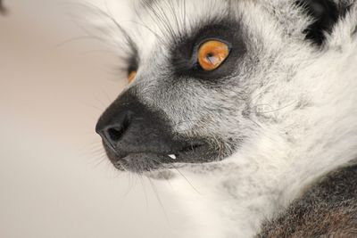 Lemur portrait