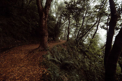 Trees in forest