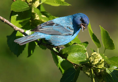 Close-up of bird perching on plant