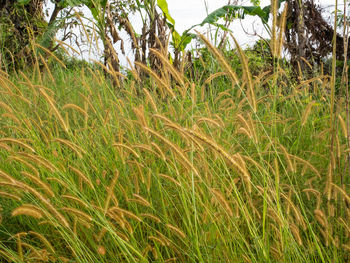 Crops growing on field against sky