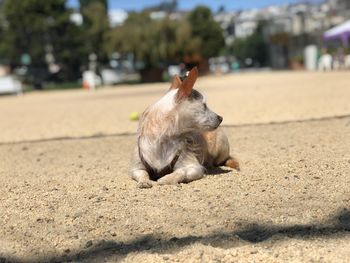 View of a dog looking away