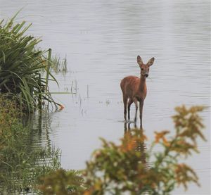 Deer standing in a lake