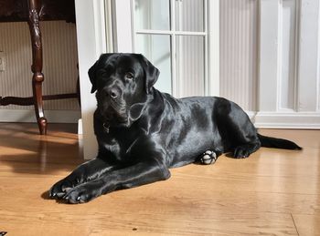Black dog lying on floor at home