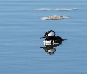 Bird swimming in lake