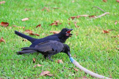 Close-up of bird perching on field