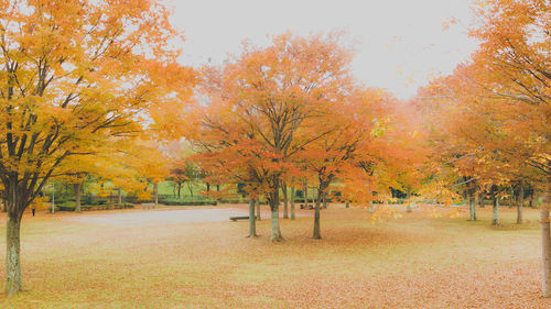 Trees in park during autumn