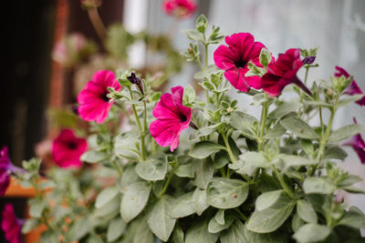 Close-up of pink flowering plants