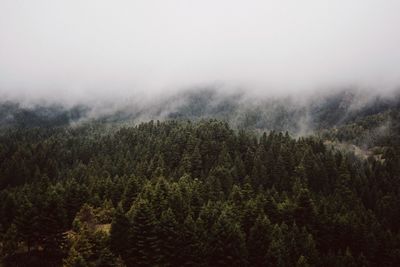 Pine trees in forest against sky