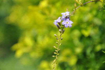 Close-up of purple flowering plant