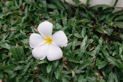 Close-up of white flowering plant