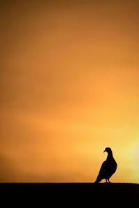 Silhouette bird on a orange sky