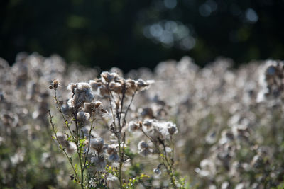 Close-up of dandelion