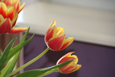 Close-up of yellow tulip